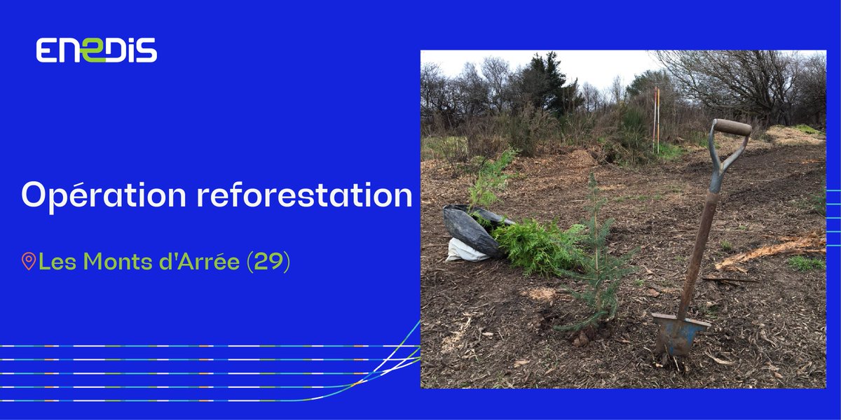 [Au cœur des territoires] <a href="/enedis/">Enedis</a> en #Bretagne participe à la reforestation des Monts d'Arrée (29) 🌳 
➡️3 650 arbres plantés sur une surface de 3.7 hectares sur la commune de Berrien, très touchée par les nombreux incendies de l'été dernier