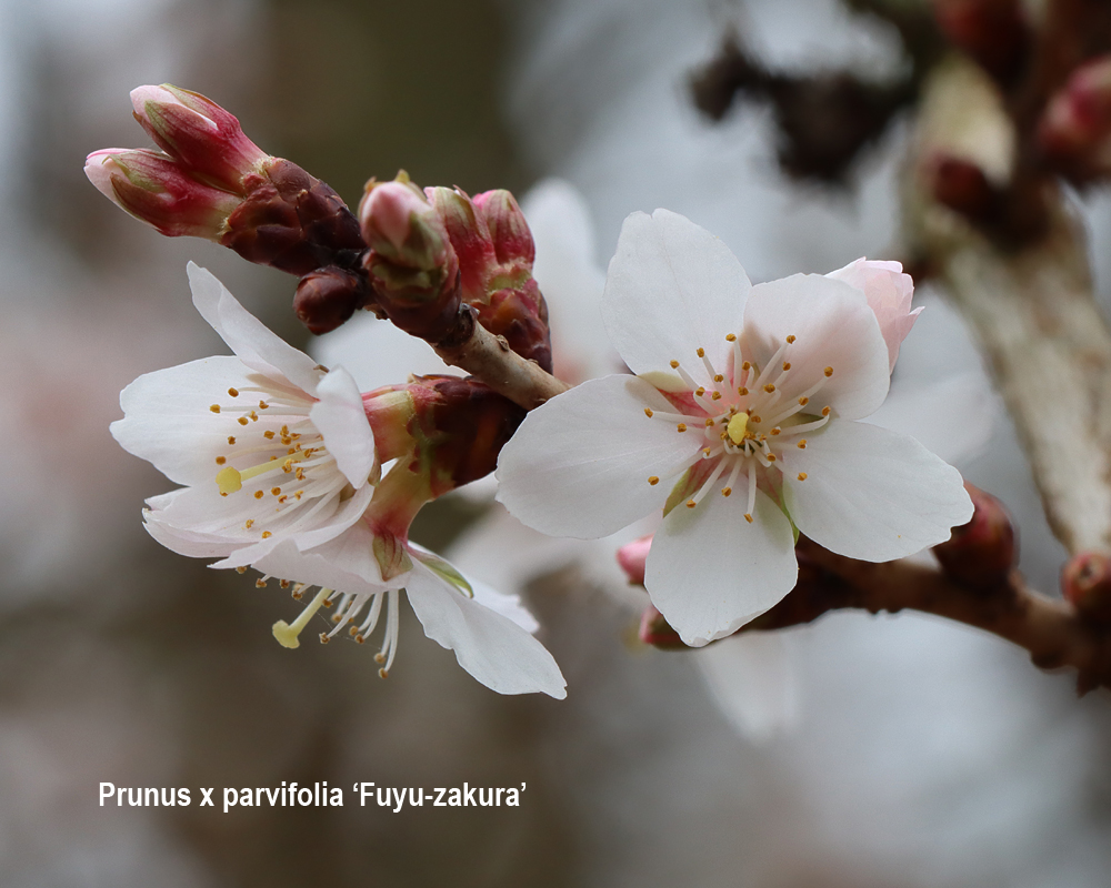 KeeleNatHist's tweet photo. #keelecherries Nice to be among the cherries of the Memorial Garden after what seems like an age. Lots of work to do over next few months. Meanwhile here is a reliable early flowerer. https://t.co/oc4laWF9jP