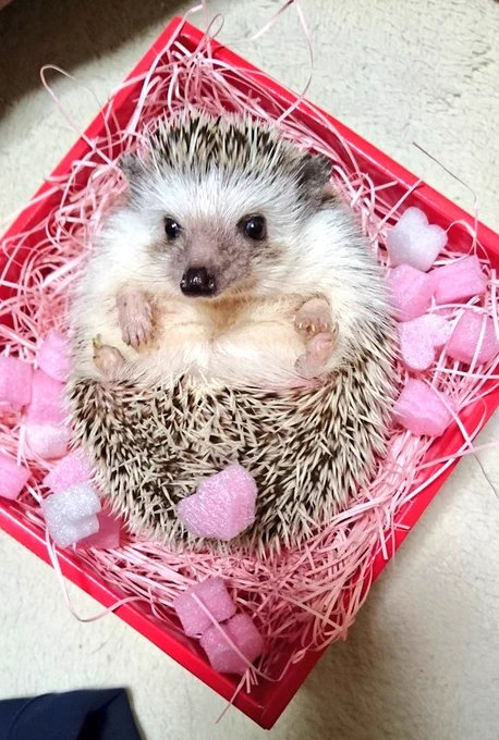 バレンタインが今年もやってくる〜 