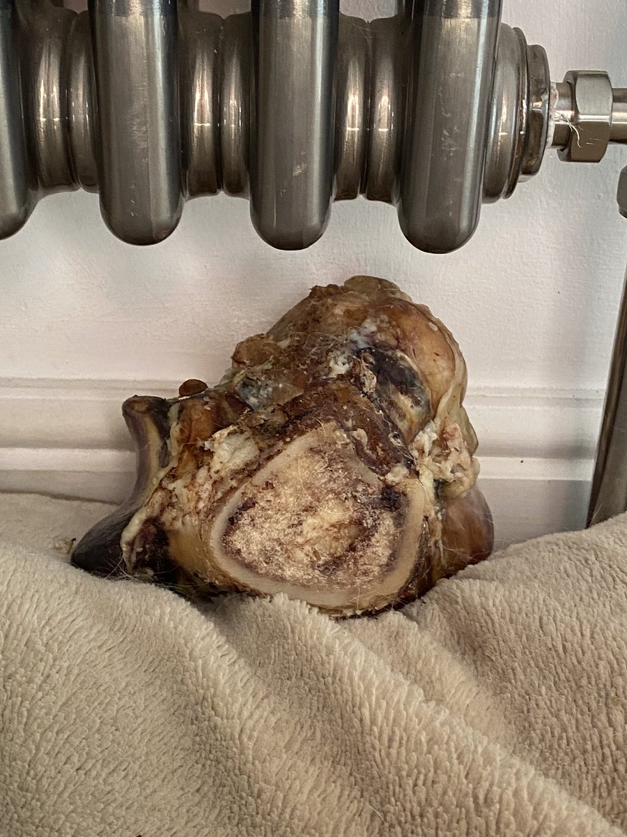 SpanielsSuper's tweet photo. Iโve got a bone ๐๐
Itโs very precious, when I have had a bit gnaw I hide it it so nobody else can find it.
I donโt know why they laugh at me?๐ค
#RonniesPreciousBone #WhereDidILeaveIt #BuriedTreasure #WellHidden https://t.co/740F3B89Ak