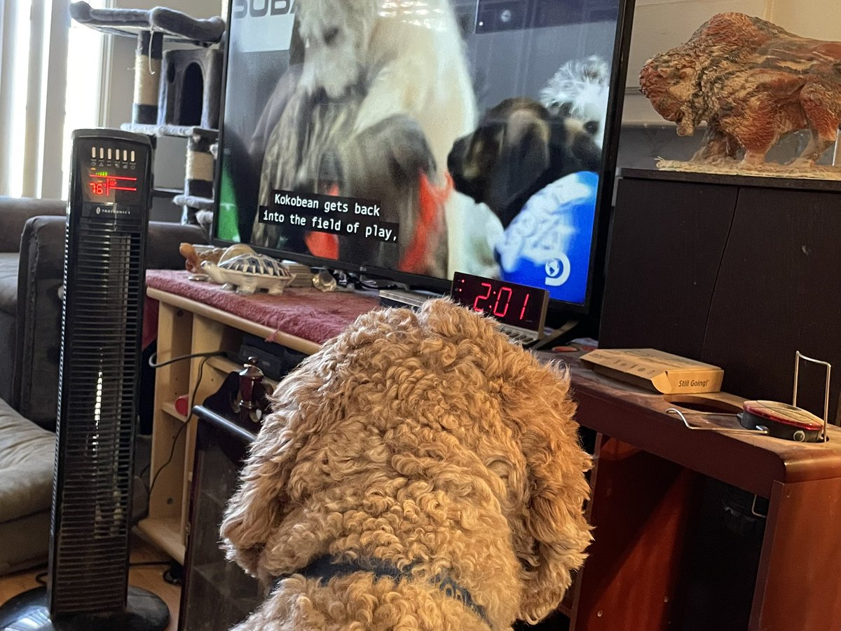 We’re we watching Puppy Bowl? What a silly question.