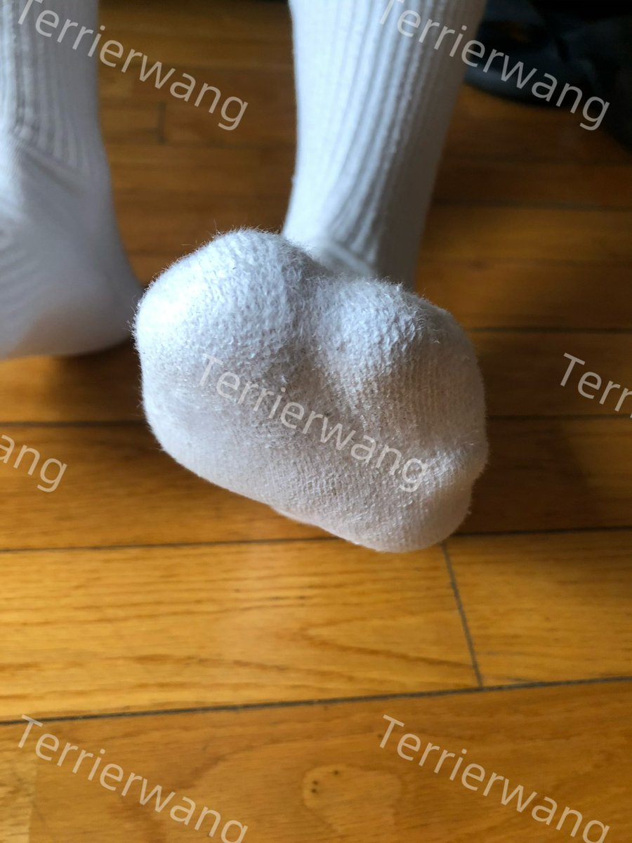 Terrier tweet media