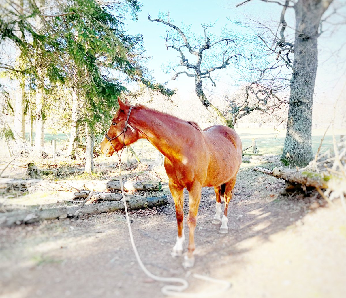 taniakindersley's tweet image. The red mare red doing top-level Standing Still Olympics in the woods. #soproud #goingforgold #queenofeverything