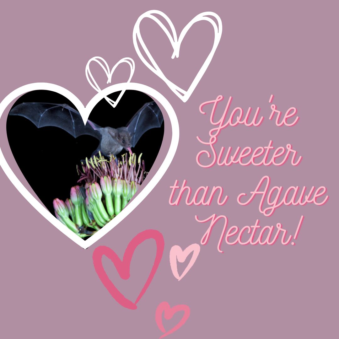 Happy Valentine's Day! 💕On this day of hearts, we wanted to give you a fun tool to spread your love to others or maybe just to give you something to smile about today. Enjoy our Valentine's Day messages and feel free to share them with your loved ones! #Valentinesday #heart