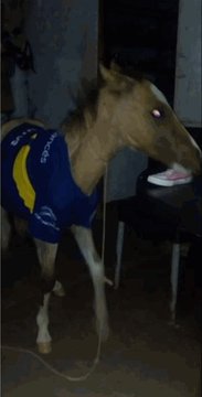 Comparte el Caballo Bostero para que Ibarra ponga un buen equipo el domingo.