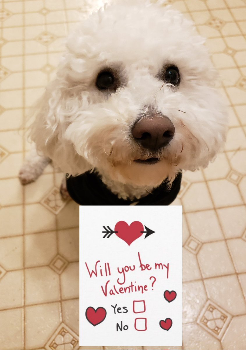 Cookie The Bichon🌈 tweet media