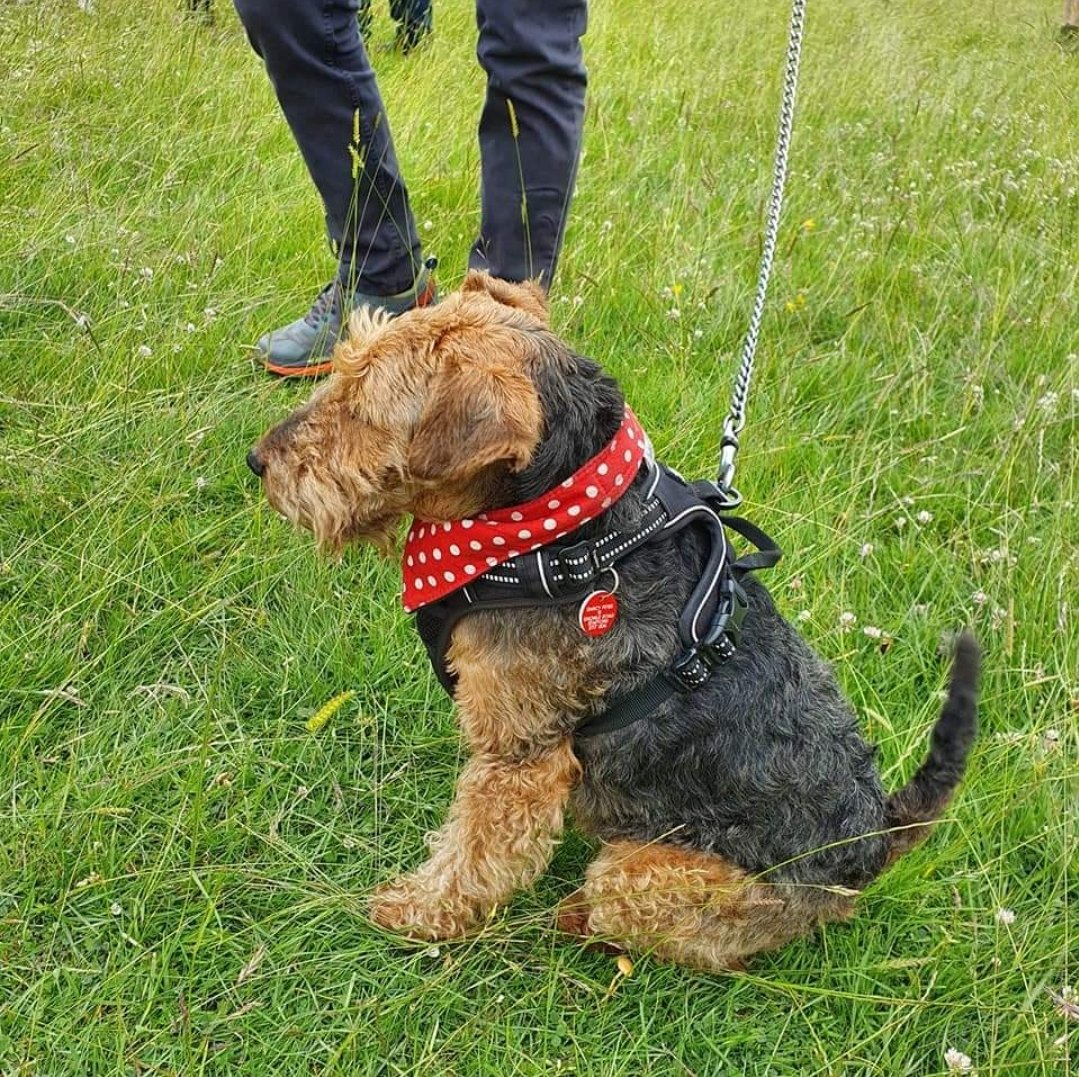 National Fox Terrier Meet tweet media