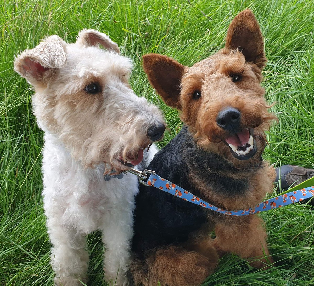 National Fox Terrier Meet tweet media