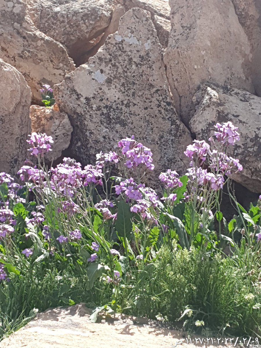 Ammerv200's tweet photo. #ربيع_1444 
#فياض_سالم 
شرق #الحدقه جنوب #رفحاء غرب #ام_ارضمه 
الماء والخضره والفقع
والارض تكتسي خضره الربيع وعشب #اليهق البنفسجي ( الجرجير البري)
قريبه من الاسفلت مسافه 2 كم
وحولها بساط #الخزامى 10 كم
والربيع فارش الارض بشكل عام
1444/7/22
الموقع👇
https://t.co/BQIy6Mxocz https://t.co/JtxnZZeXYu