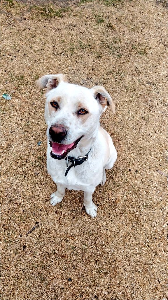FundacionToby's tweet photo. Amigos, no nos fue bien en la kermes, estamos desanimadas, preocupadas y con varias cuentas por pagar, debido a esto no podremos invertir en los paquetes de regalo para el día del amor y la amistad 😔 https://t.co/JzIJXiAxVI