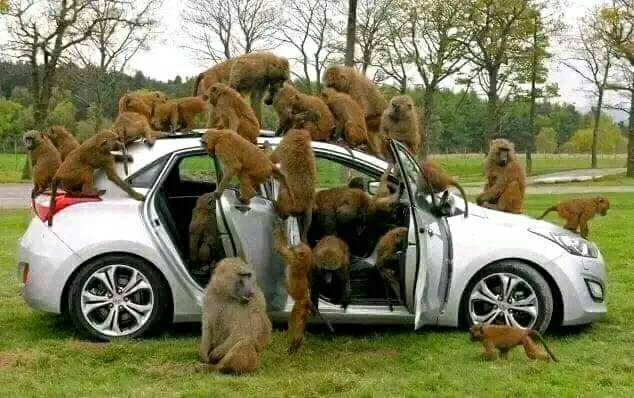 amorawwub's tweet photo. መኪናዋን ሙሉ በሙሉ ተቆጣጥረዋ። ቁልፉ በእጃቸው ነው። ሹፌሩን አባረዋል።  ከታች እስከላይ በመንጋ ወረዋታል። ነገር ግን ማሽከርከር አልቻሉም 

ማወራው ስለዝንጀሮዎቹ ነው። https://t.co/VKVk4UQshD
