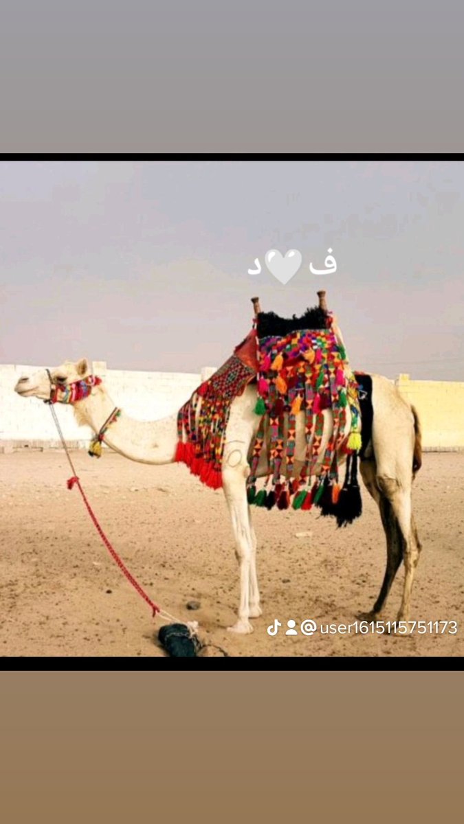 Msa al kir