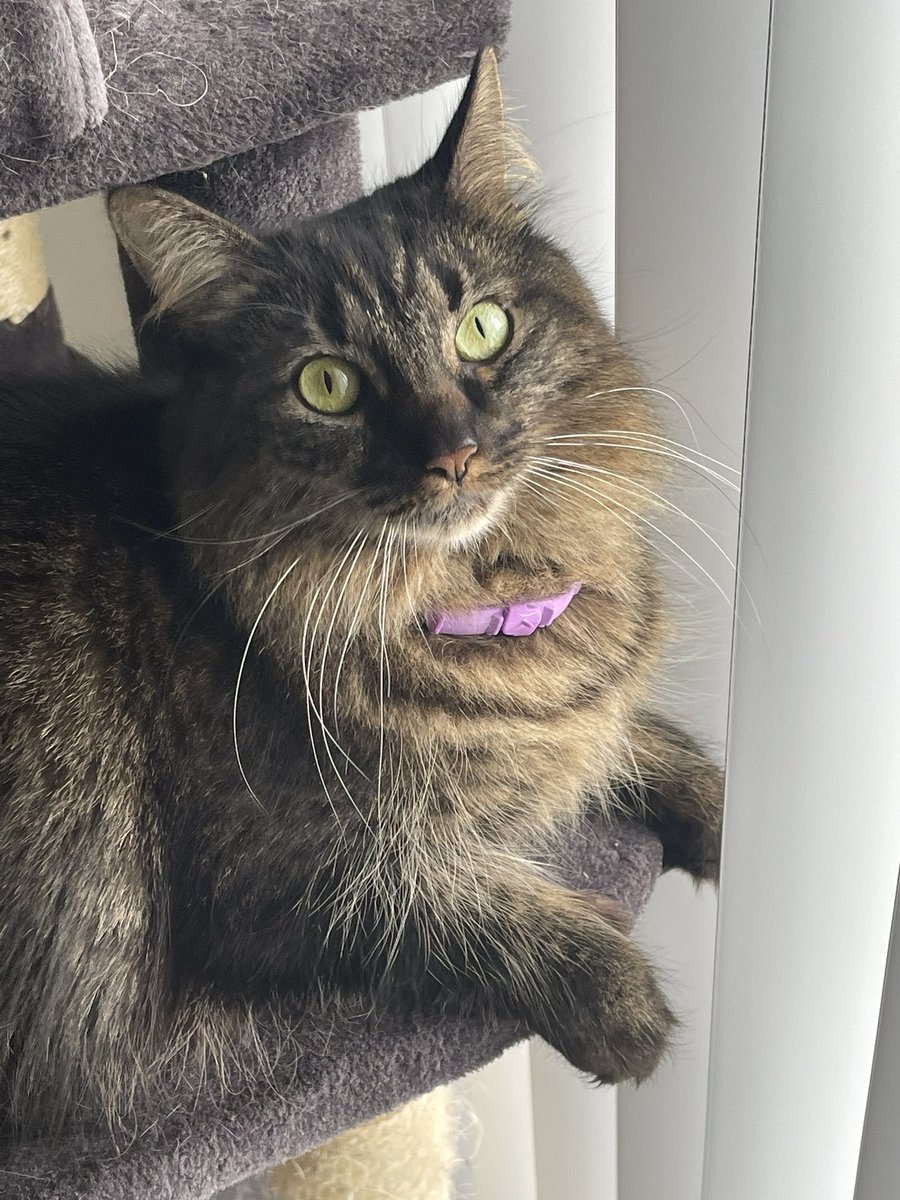 HeavenlyHues1's tweet photo. Beautiful day to be a spy, says nova! Where are my window buddies?? Hooman says I am a stalker, are you friends? #CatsOfTwitter #stalkerkitty #tabbycrew #MondayMorning https://t.co/aDkln3KDPB
