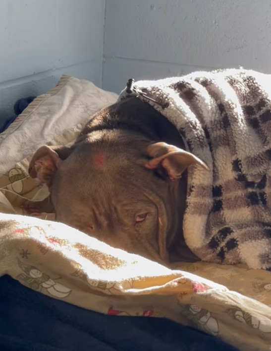 A dog was abandoned on a cold night. This New York community rallied to find her.
usatoday.com/story/news/nat…