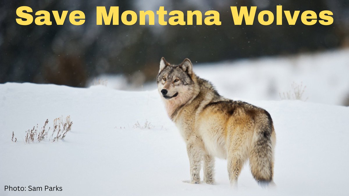 WildWestInst's tweet photo. During the current hunting and trapping season at least 206 wolves have been killed in Montana, including some collared Yellowstone #wolves! 

@SecDebHaaland must defend the gray #wolf! Call Secretary Haaland and urge the Biden administration to #RelistWolves. 

☎️ > 202-208-1906 https://t.co/nA4GHndgPv