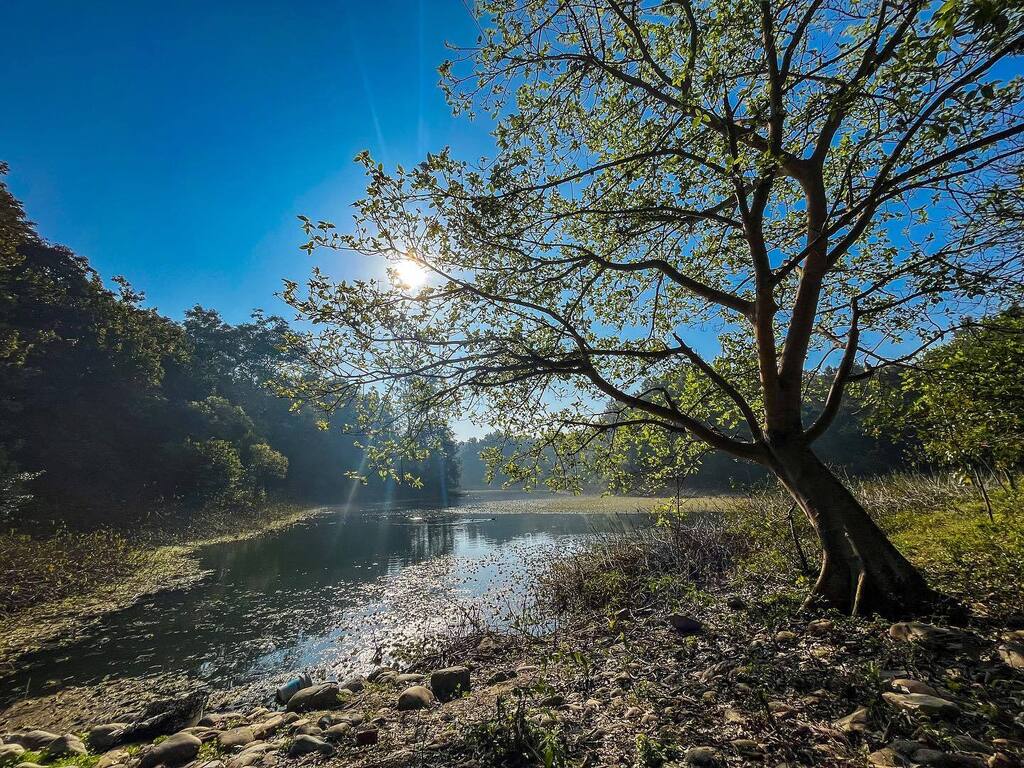 Trees are poems that the earth writes upon the sky.

•
•
•
•
Shot on iPhone 13 Mini. 

#shotoniphone #incredibleindia #travel #yourshotphotographer #ngtindia #travelgram #travelphotography #travelblogger  #indiatravelgram #travelwithshenaz #travelawe… instagr.am/p/ComzjkwP3gX/