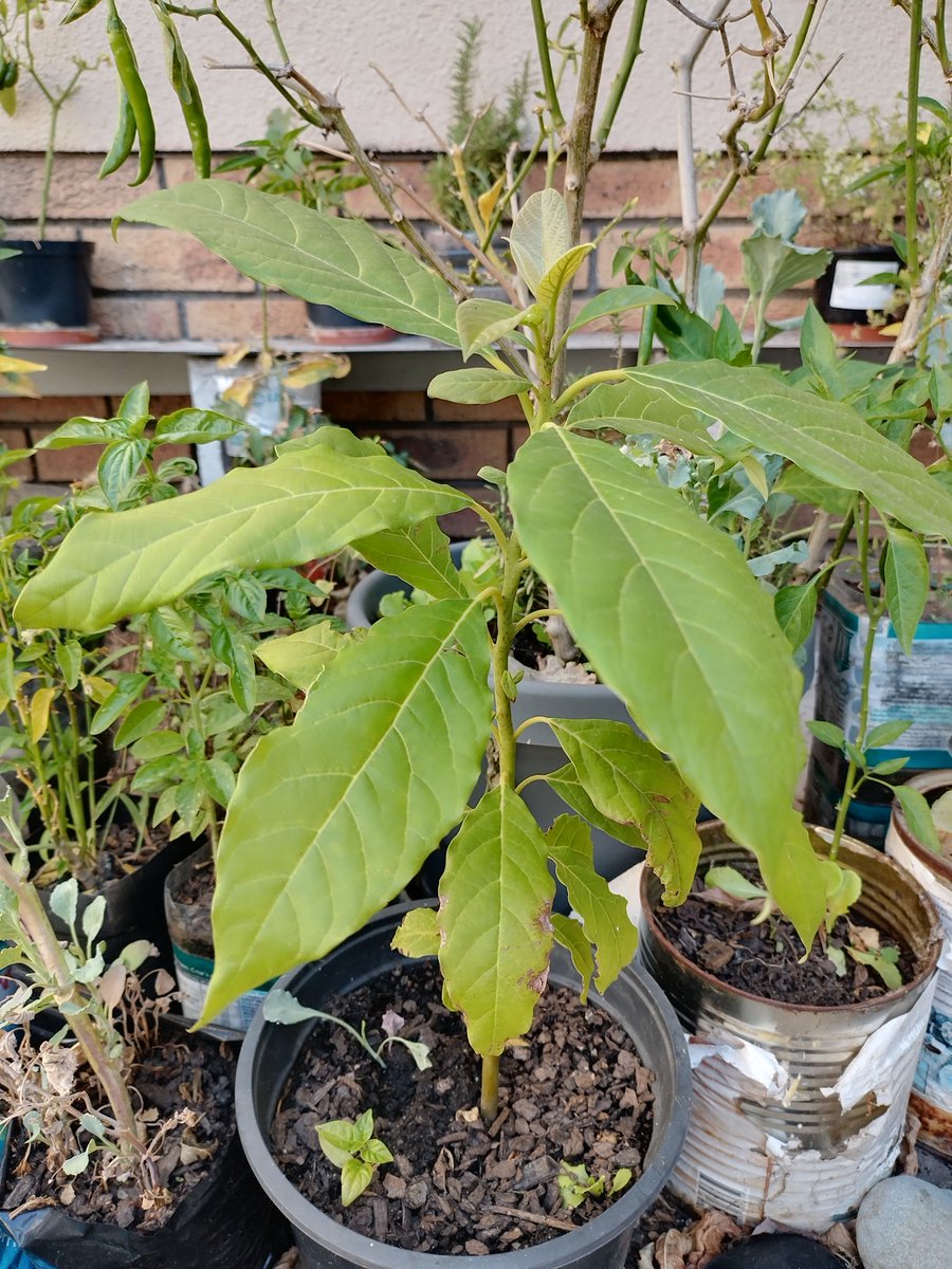 vieome1's tweet photo. #plantshare #growbe
This is my first avocado tree. Oxygen Flow. https://t.co/4Yhd0zvhJa