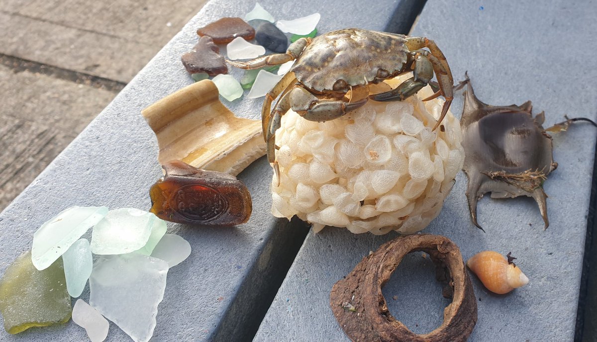 TracieTra's tweet photo. @silverpebble All I have is Beach Treasure ..fave is the 'wood knot' although Clive the Crab is rather good too . Hope makes u smile a little x https://t.co/SPeuSdbGZQ