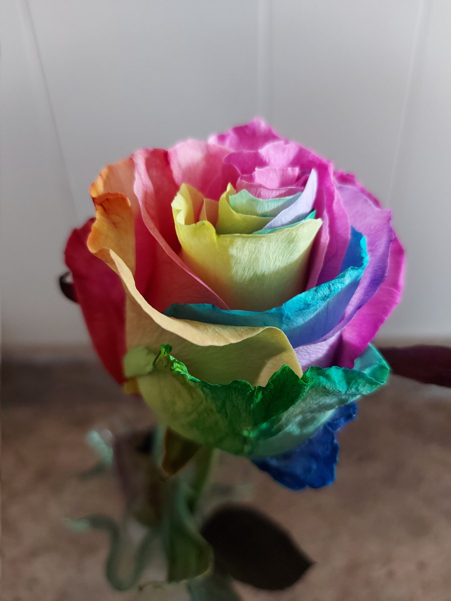 Look at the beautiful rose my baby girl has bought me