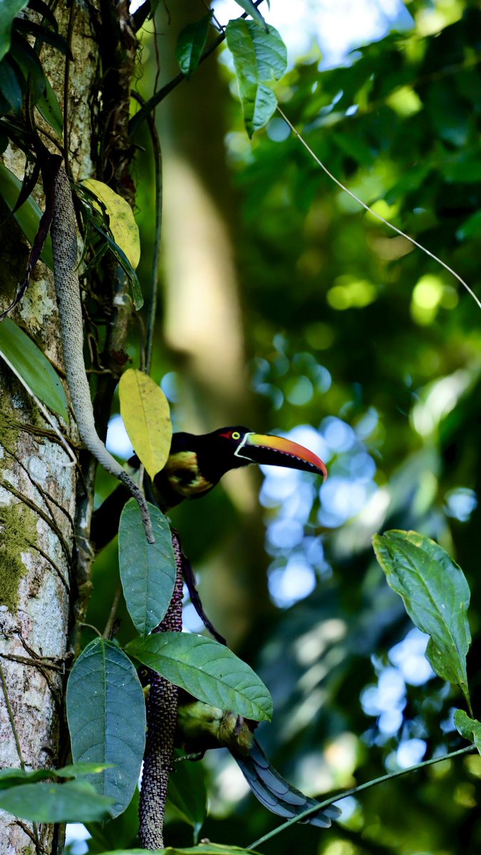 The Aracari 
#toucan 
#birdphotography 
#visitcostarica