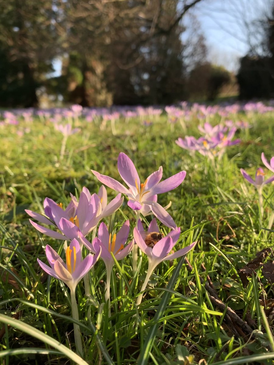 Crocuses are out in full colour now at the bee farm and looking spectacular. Great to see bees on it too.