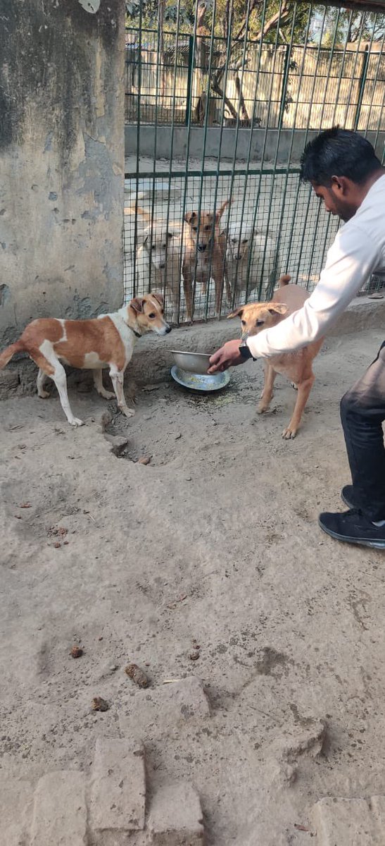 Dhyan Foundation Animal Shelter & Hospital Noida (@AHSN_DF) / Twitter
