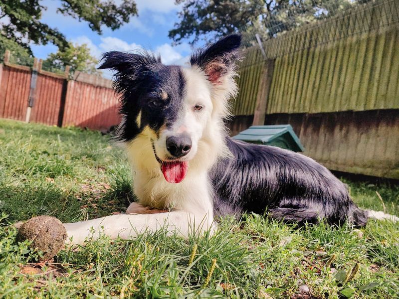 Animal Adoptions UK 🐕‍🦺🐈🐎❤️ tweet media