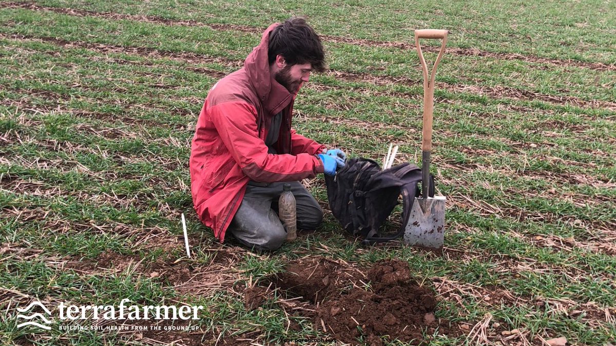 Terrafarmer (@terrafarmer_ag) on Twitter photo "Diseased material removed & a little growth regulation done!"
TF’s Anthony Ellis is a Monitor Farm with #FarmNetZero. He's been grazing 1ha of wheat with 25 sheep as part of a trial. FNZ’s <a href="/_AlexBebbington/">Alex Bebbington</a> is back to assess #SoilHealth scores after the sheep👍 #GoldenHoof #Soil "Diseased material removed & a little growth regulation done!"
TF’s Anthony Ellis is a Monitor Farm with #FarmNetZero. He's been grazing 1ha of wheat with 25 sheep as part of a trial. FNZ’s <a href="/_AlexBebbington/">Alex Bebbington</a> is back to assess #SoilHealth scores after the sheep👍 #GoldenHoof #Soil