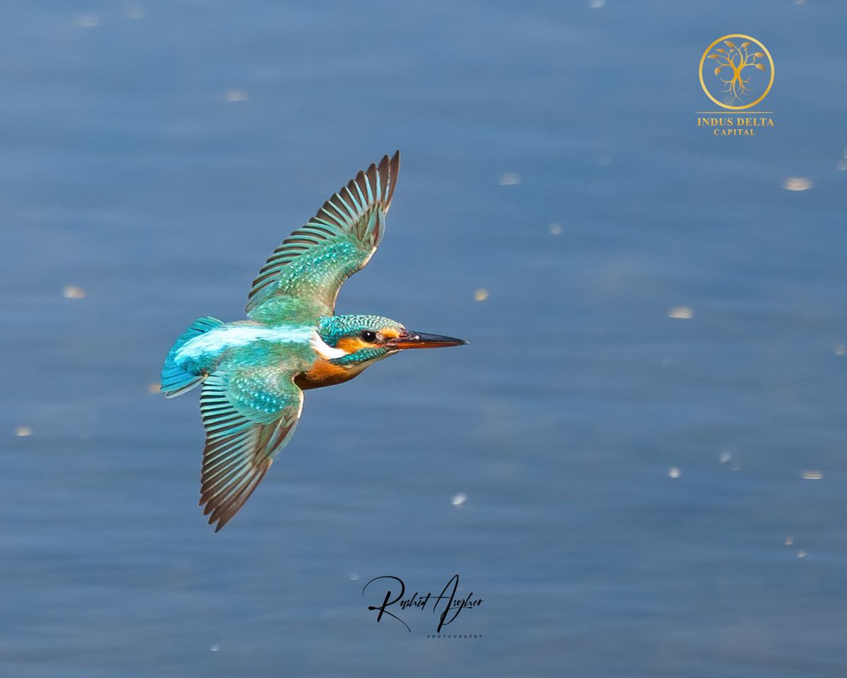 My first shot with #CanonR3 
Common Kingfisher in flight 😍
Feb 2023 - Sindh - Pakistan

@OrnithoPakistan @BBCEarth @IndiAves @ThePhotoHour @WildlifeMag #BirdsSeenIn2023 #birdsofpakistan #wildlife #canonphotography #birdsphotography #birding