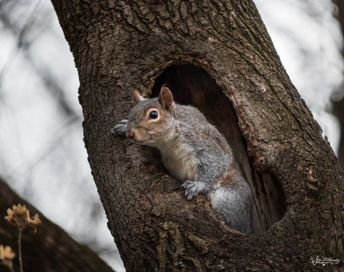 JennyWisePhotos's tweet image. February 13:
Landis Woods Trail, Manheim Township, Lancaster, Lancaster County, Pennsylvania, USA
wisephotographyforyou.wordpress.com 
#February13 #squirrel #squirrels #springsquirrels #springsquirrel #squirrelintree #furrysquirrel  #squirrely #squirrelfriend #squirrelnutkin