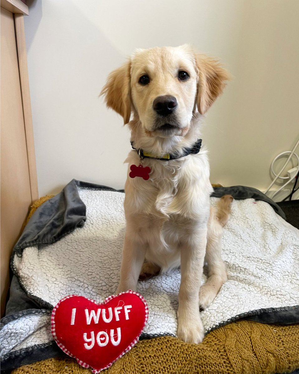 DogsTrust's tweet photo. It's Palentine's Day today, and your pal Dory here wanted to say something... ❤️👇

Please note Dory has found her forever Valentine/ home 🥰

Image description: Dory is a young Golden Retriever sat on a fluffy bed with a pillow in front of her that reads 'I wuff you'. https://t.co/GAZK0yXoD2