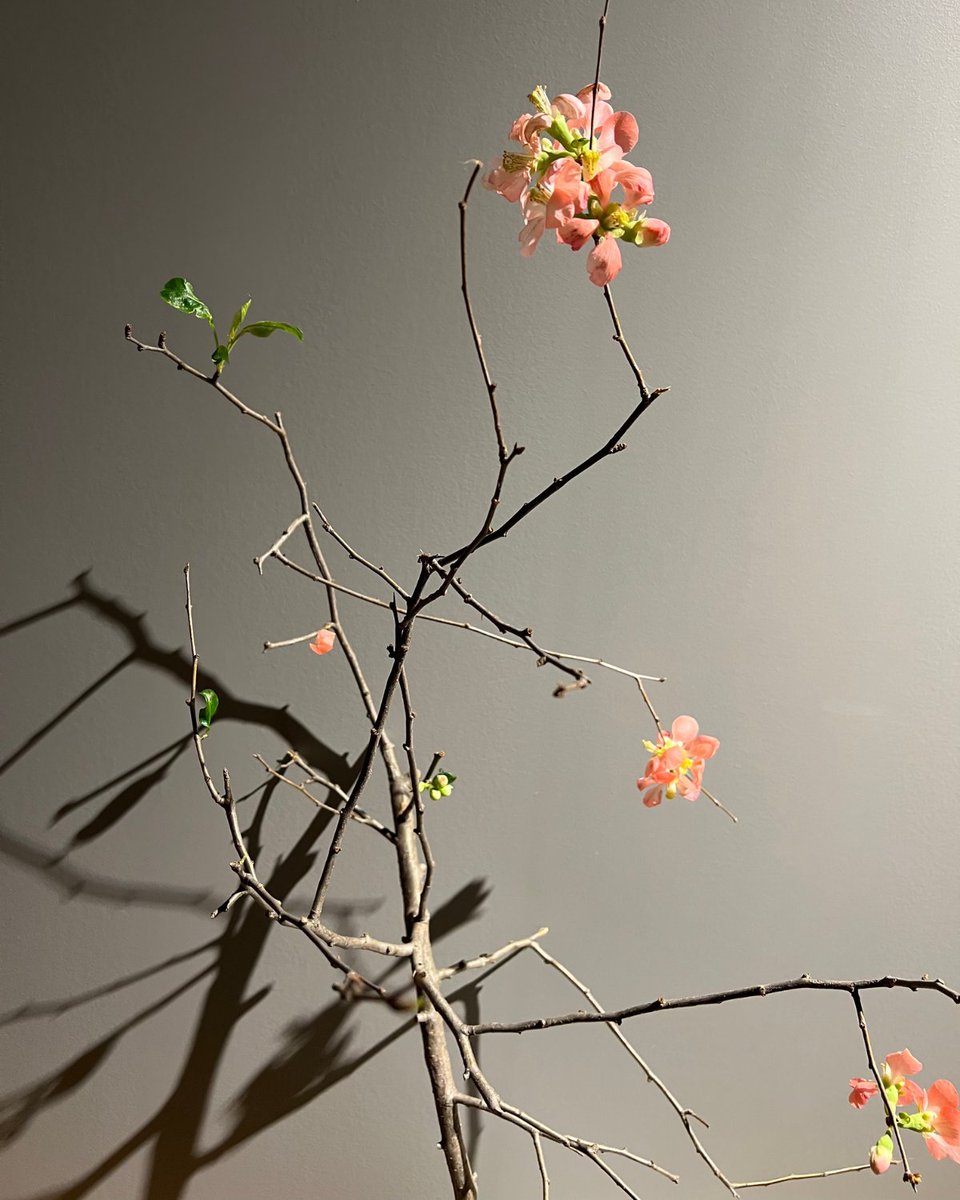 Quince blossoms at the office courtesy of <a href="/QuinceFlowersTO/">Quince Flowers</a>.