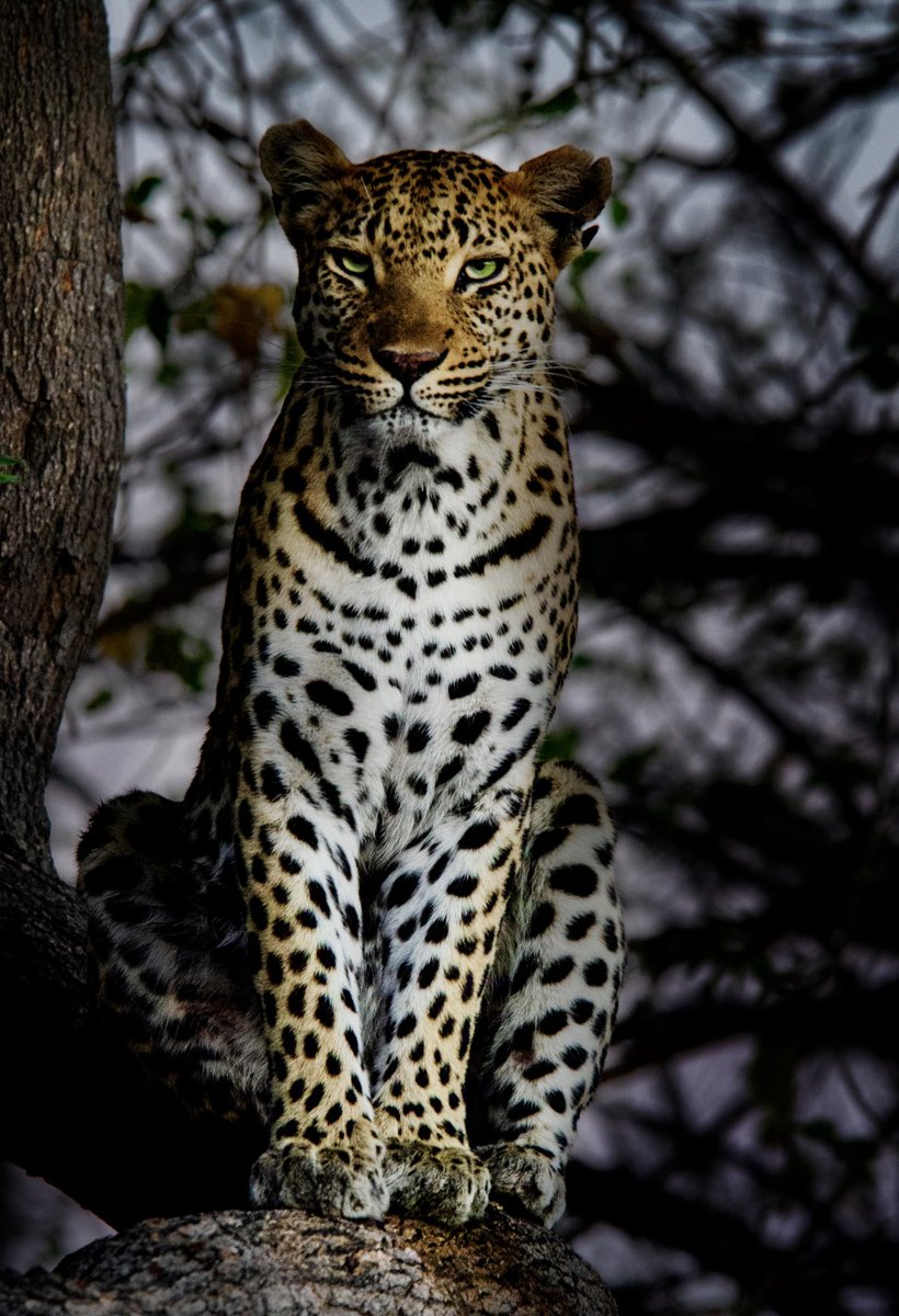 Steven Brooks Photography tweet media
