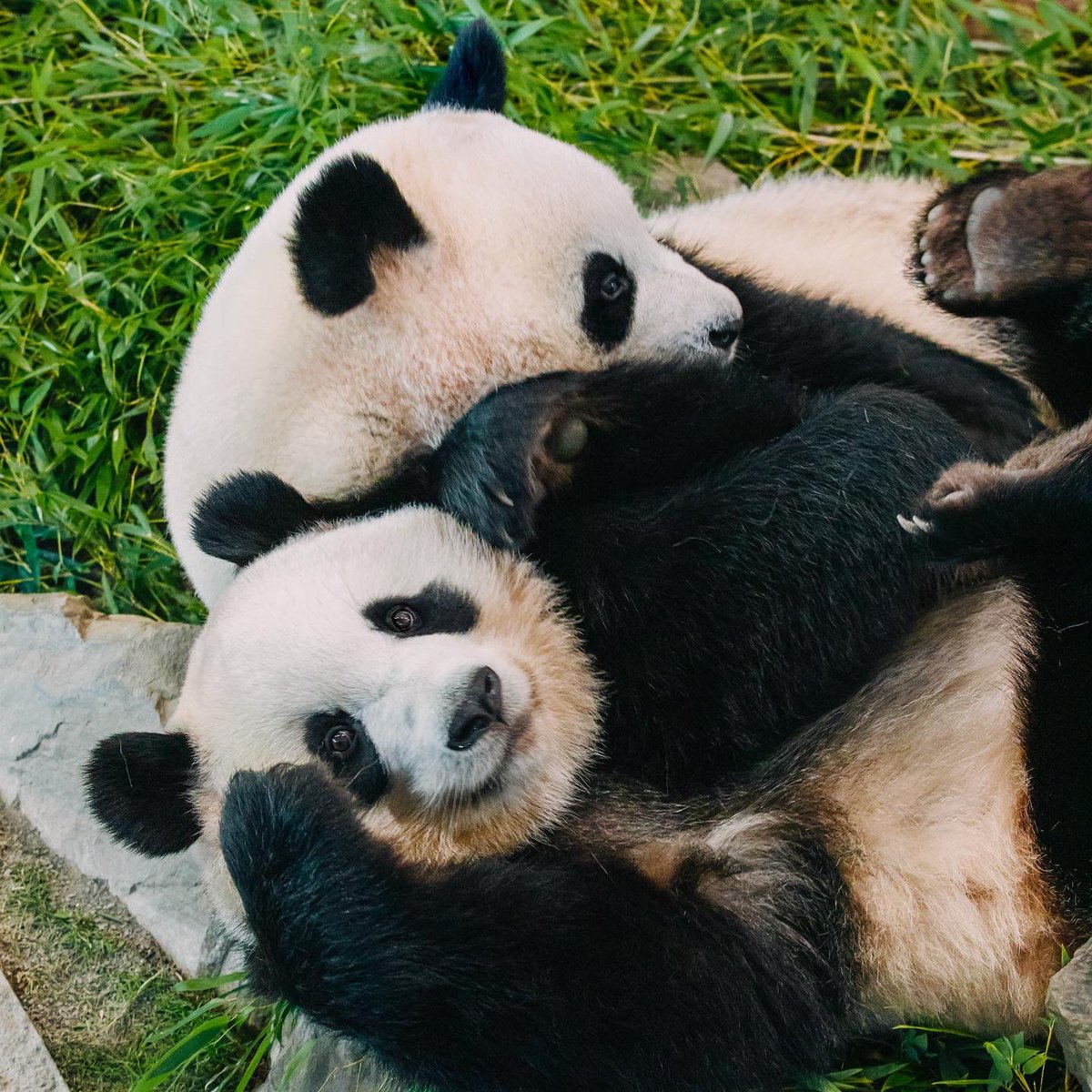 HELLOPANDA2017's tweet photo. Thanks, Love,
Origin of HELLO PANDA
#pandamental https://t.co/qRfZYtF5JY