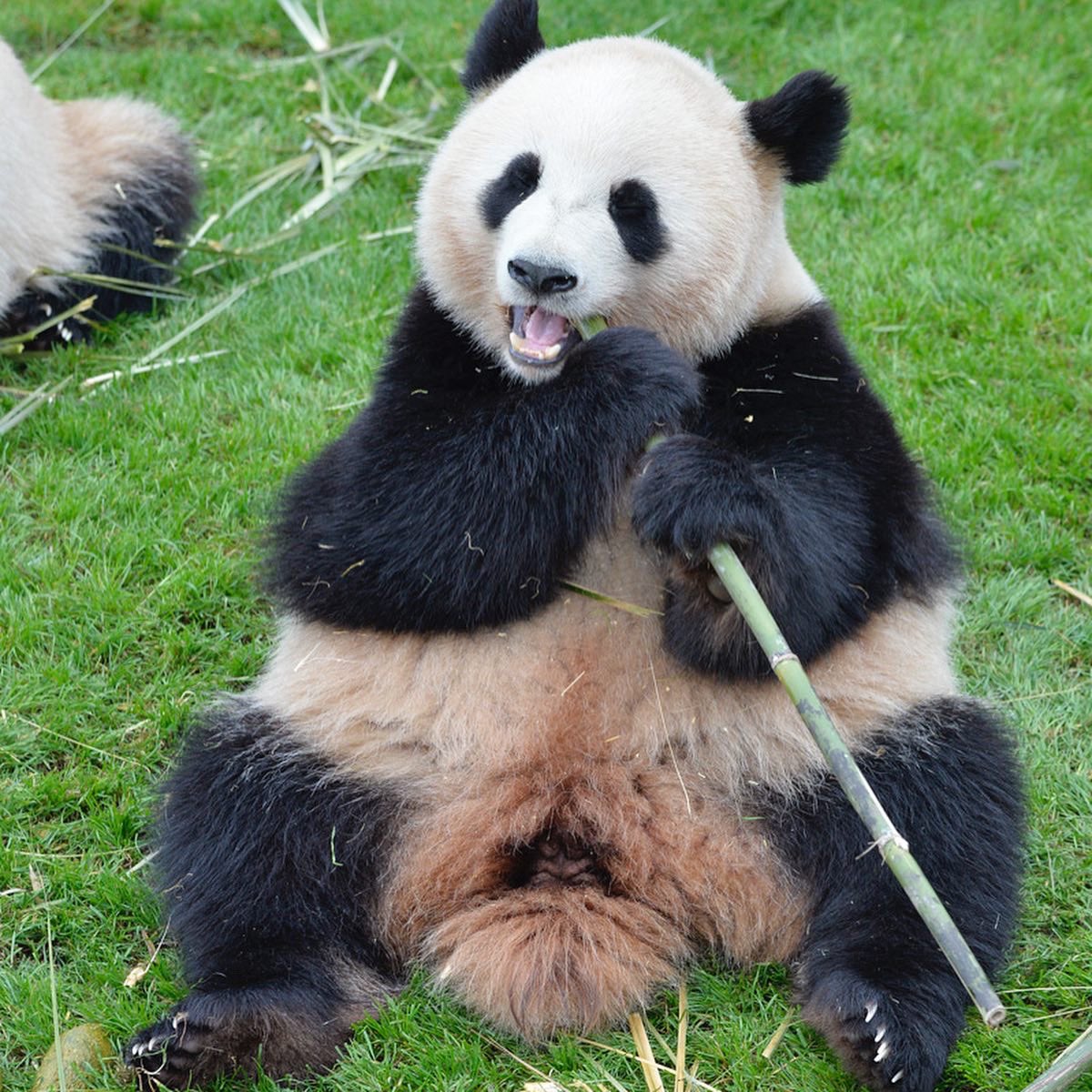 HELLOPANDA2017's tweet photo. Thanks, Love,
Origin of HELLO PANDA
#pandamental https://t.co/qRfZYtF5JY