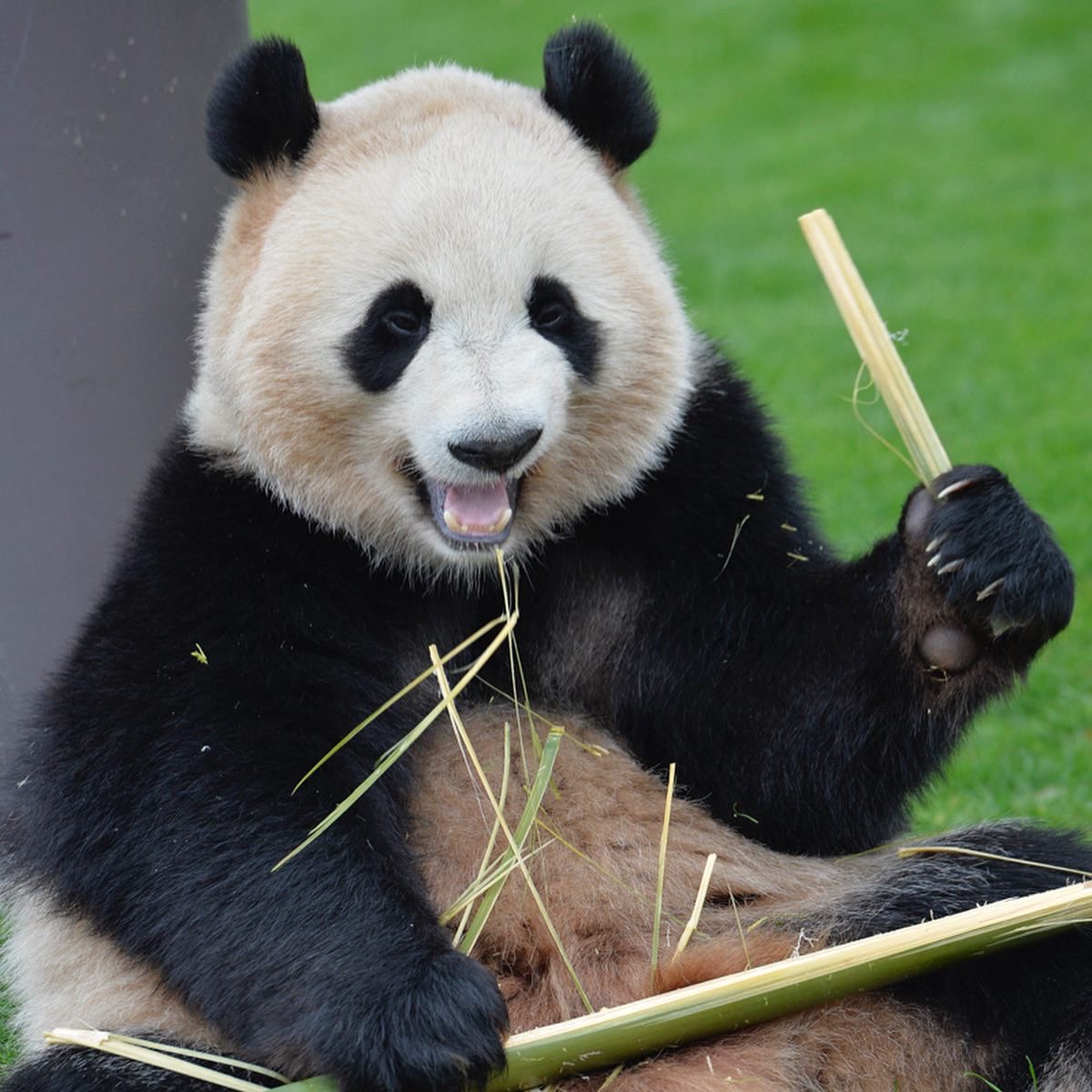HELLOPANDA2017's tweet photo. Thanks, Love,
Origin of HELLO PANDA
#pandamental https://t.co/qRfZYtF5JY