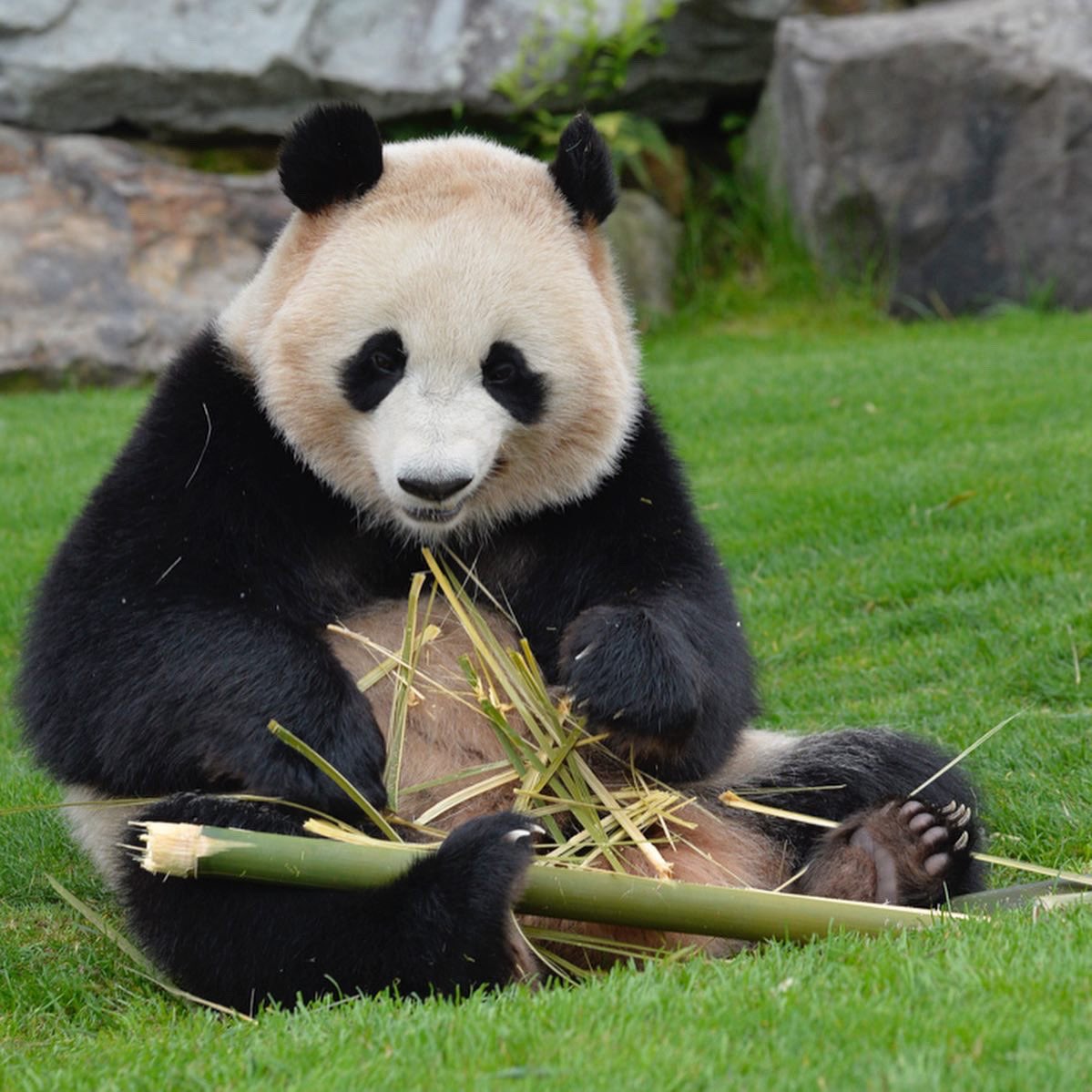 HELLOPANDA2017's tweet photo. Thanks, Love,
Origin of HELLO PANDA
#pandamental https://t.co/qRfZYtF5JY