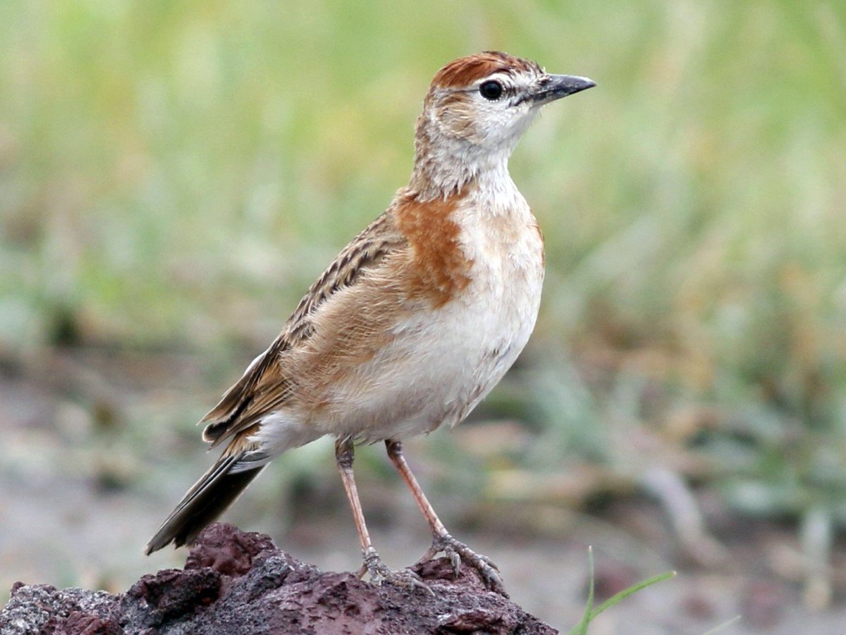 MigrantLandbird's tweet photo. Join @FridayForBirds for a thought-provoking discussion on Environmental Variation and Immunity in Birds with Dr. Henry K. Ndithia of the National Museums of Kenya.
17.02.2023 03:00 PM CET https://t.co/qqFxN7X4i2