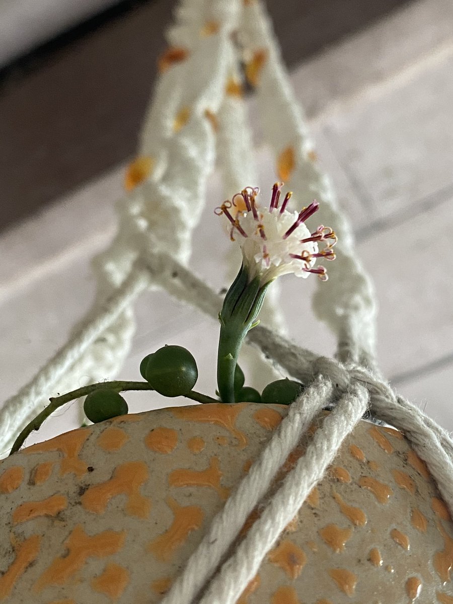 the_freigeist's tweet image. And after coming back from the dead almost around 3 times since 2019, my string of pearls is finally blooming. This delicate looking plant turned out to be tougher than I had thought. 
#lessonsfromnature
