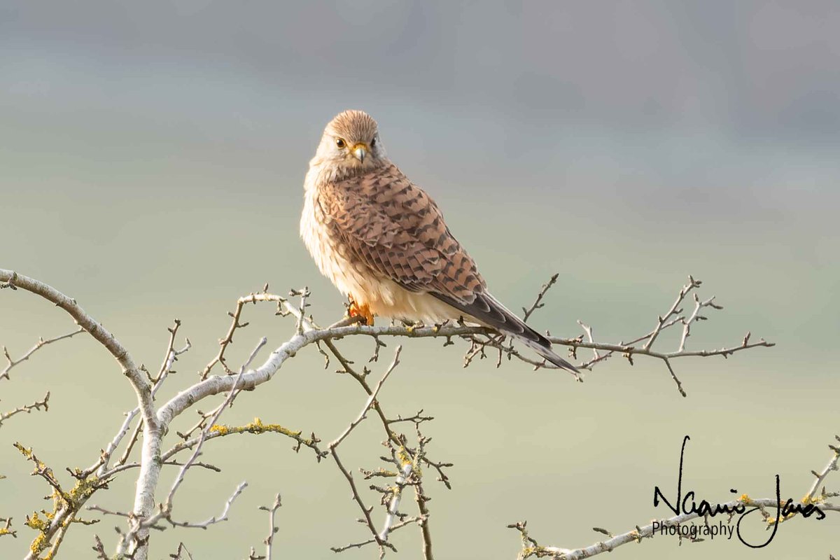 Always something special to see a kestrel perched checking out the area for potential lunch! 😃 <a href="/Natures_Voice/">RSPB</a> <a href="/Britnatureguide/">The British Nature Guide</a> <a href="/DerbysWildlife/">Derbyshire Wildlife Trust</a> #lovebirdphotography #lovenature