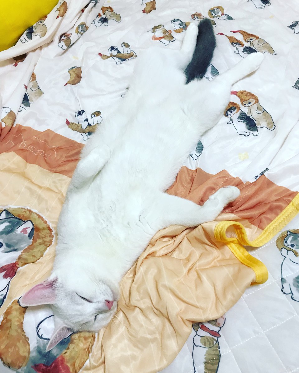 eiToneco's tweet photo. 触り放題

#mofusand #猫 #ねこ #cat https://t.co/0zlUF697sX