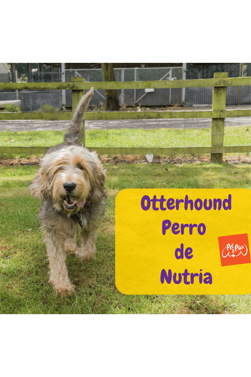 pet_e_pua's tweet image. Este sabueso encanta por su pelaje profuso y mirada tierna.

#dogsofinstagram #otterhound #perrodenutria #sabueso #doghound #houndsofinstagram #otterhounddog #doggosbeingdoggos #perros #otterhounds #dogsrule #doglover #dogsoftheworld #ilovedogs #petepua 

petepua.com/mascotas/otter…
