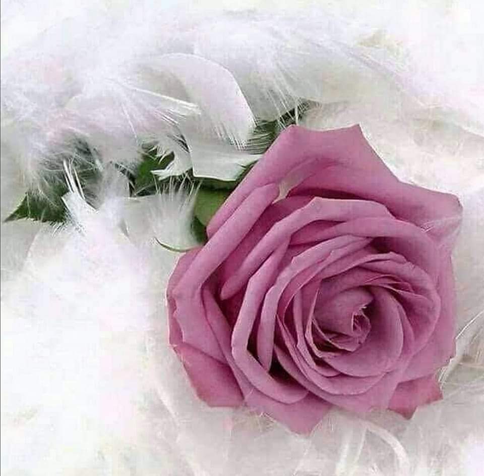 شعور....

بِاللَهِ لا تَقطَعوا عَنّا رَسائِلَكُم
فَإِنَّ فيها شِفاءَ القَلبِ وَالبَصَرِ

وَآنَسونا بِها إِن عَزَّ قُربُكُمُ
فَالأُنسُ بِالسَمعِ مِثلُ الأُنسِ بِالنَظَرِ..