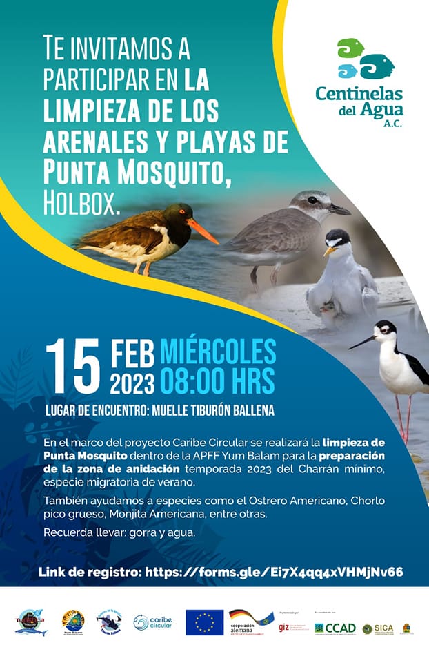 CaribeCircular's tweet photo. Te invitamos este 15 de febrero junto a @CentinelasAgua a participar en la limpieza de arenales y playas en Punta Mosquito, Holbox.🇲🇽

Esta playa se encuentra en la APFF de #Yum Balam.🌳
#CaribeCircular #CCADSICA #SEMAQRoo #GIZ #BMZBund #UniónEuropea https://t.co/wJRbN0rdzb
