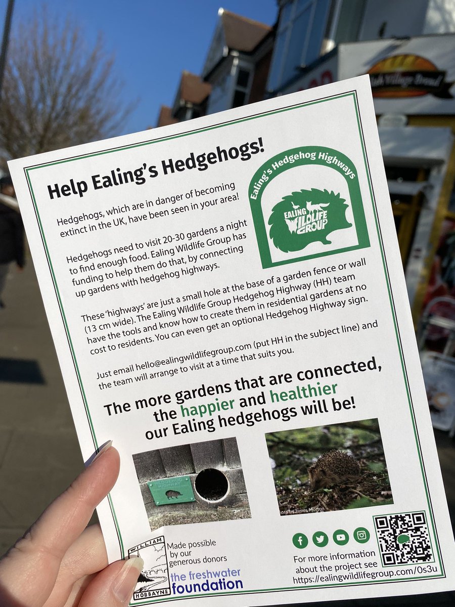 vrw123's tweet photo. I’ve been delivering leaflets for the @WildlifeEaling Hanwell Hedgehog Highway. If you have a garden in Hanwell (or anywhere else in Ealing) and would like to help local hedgehogs thrive, please contact Ealing Wildlife Group. 

#hanwell #ealing #hedgehogs #wildlife #biodiversity https://t.co/4HaYJwkMjg