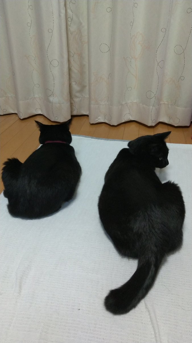 utaka54525433's tweet photo. レアな2ショット📸 https://t.co/Xvi2sdwB3L