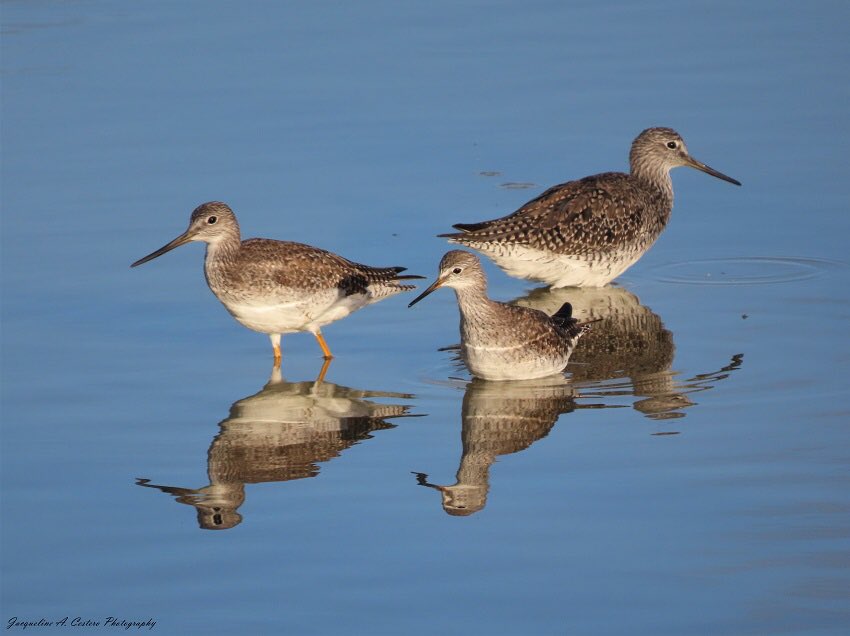 jcestero's tweet photo. Happy #birding Monday!

#Anguilla #birds #birdwatching #shorebirds #birdsofanguilla #BirdTwitter #TwitterNatureCommunity https://t.co/EvXzDb0Ym3