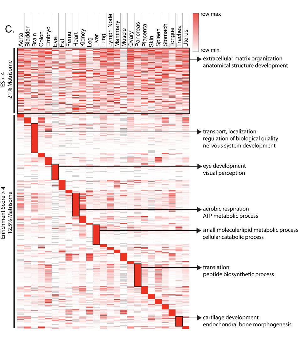 slavov_n's tweet image. How similar is the extracellular matrix across different organs? 

According to this new atlas, its protein composition varies substantially. 

1/2