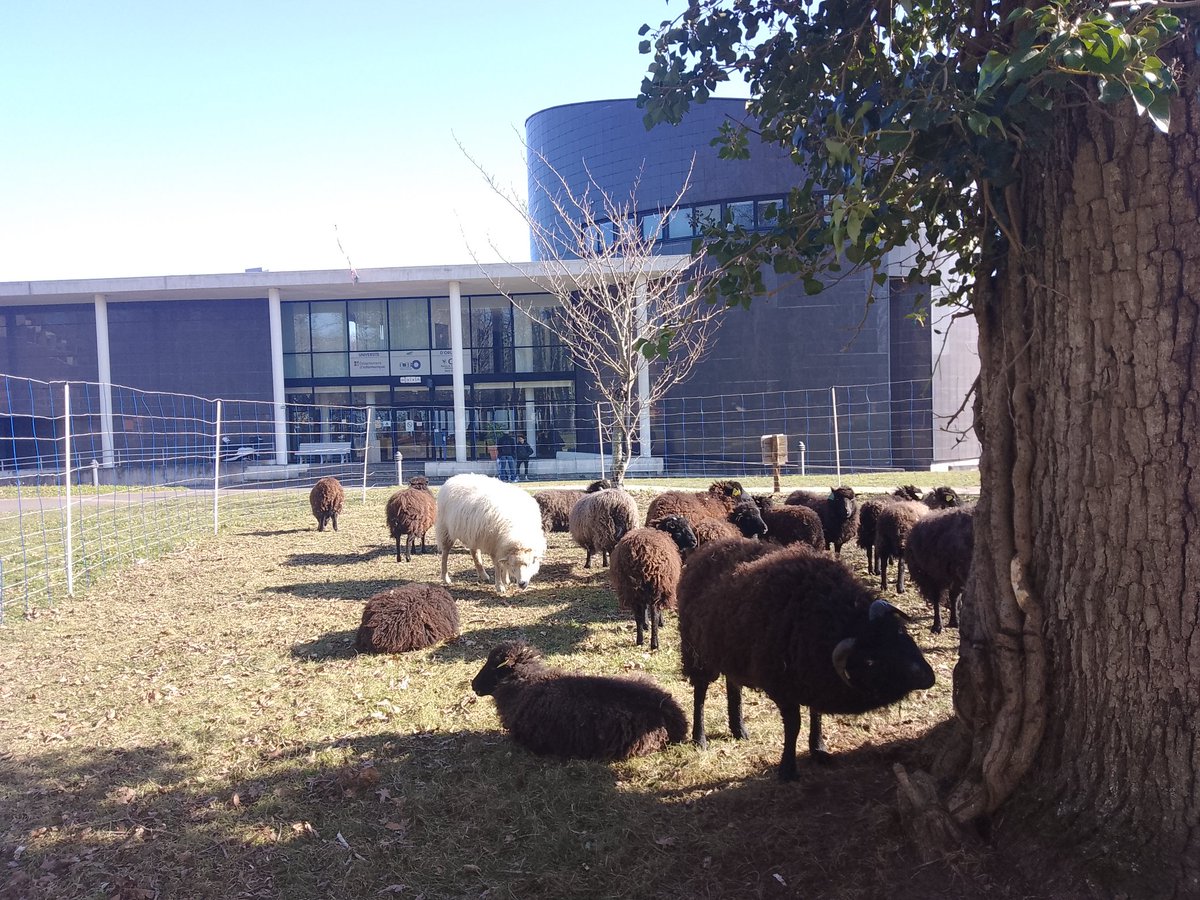 Les tondeuses sur pieds installés par l'<a href="/Univ_Orleans/">Université d'Orléans</a> sur le campus depuis qlq mois ont fait du bon travail jusqu'à s'approcher du département d'informatique ! Le travail de tonte est très bien exécuté à en croire la différence d'aspect entre le in et out de l'enclos 👍