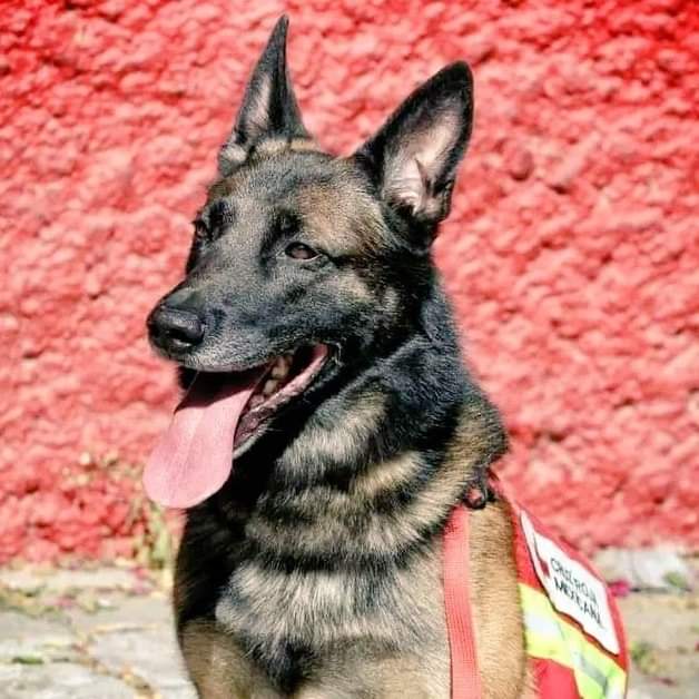 Sozer_02's tweet photo. sen ne güzel bir kahramansın asla unutulmayacaksın...
Meksika'dan Türkiye'ye gelen tecrübeli köpeklerden biri olan Preoteo maalesef enkaz çalışmalarında hayatını kaybetti 🙏
#deprem
#Proteo
#kahraman https://t.co/yT4Sq8fURD